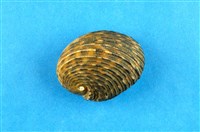 藏品(平頂蜑螺)的圖片